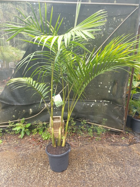Archontophoenix cunninghamiana (Bangalow Palm)